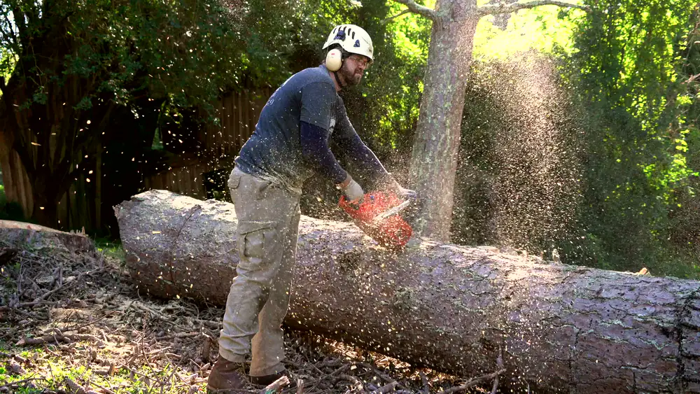 A crew member cutting a felled pine trunk into sections, sawdust thrown up by the chainsaw