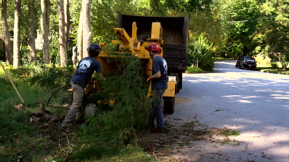 Two crew members feeding cut brush into a chipper towed behind a dump truck