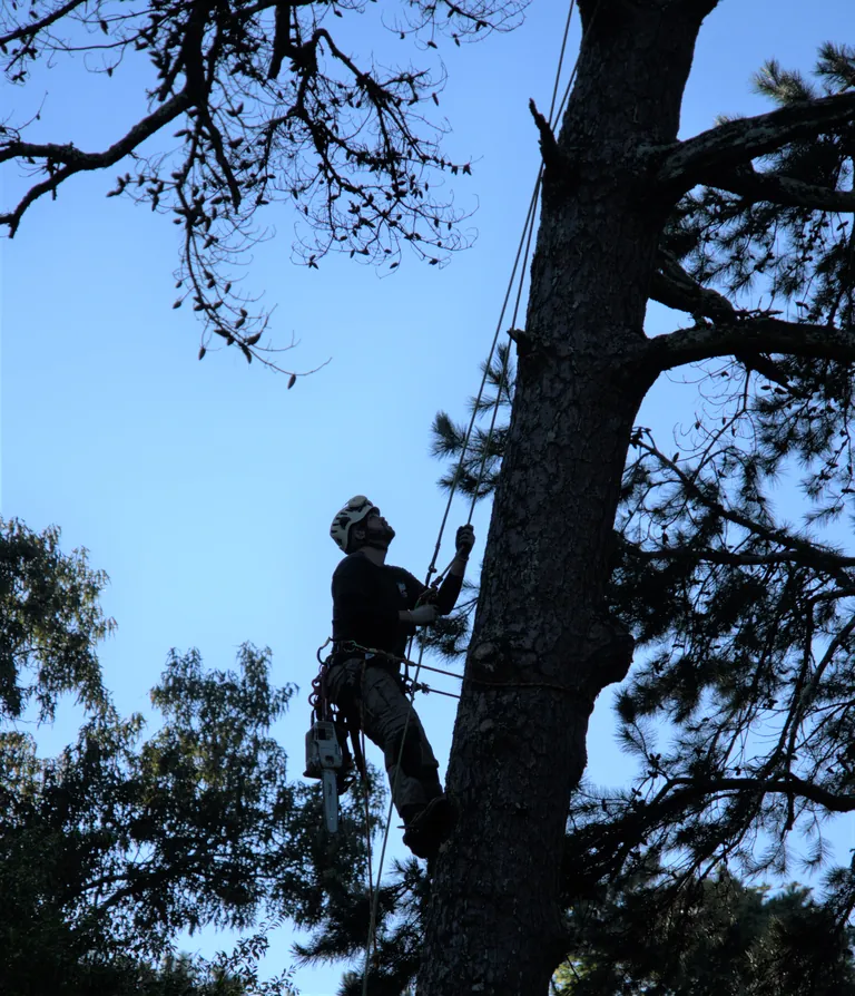 Kevin Masse silhouetted against the sky, climbing a pine on rope with a chainsaw hanging from his harness
