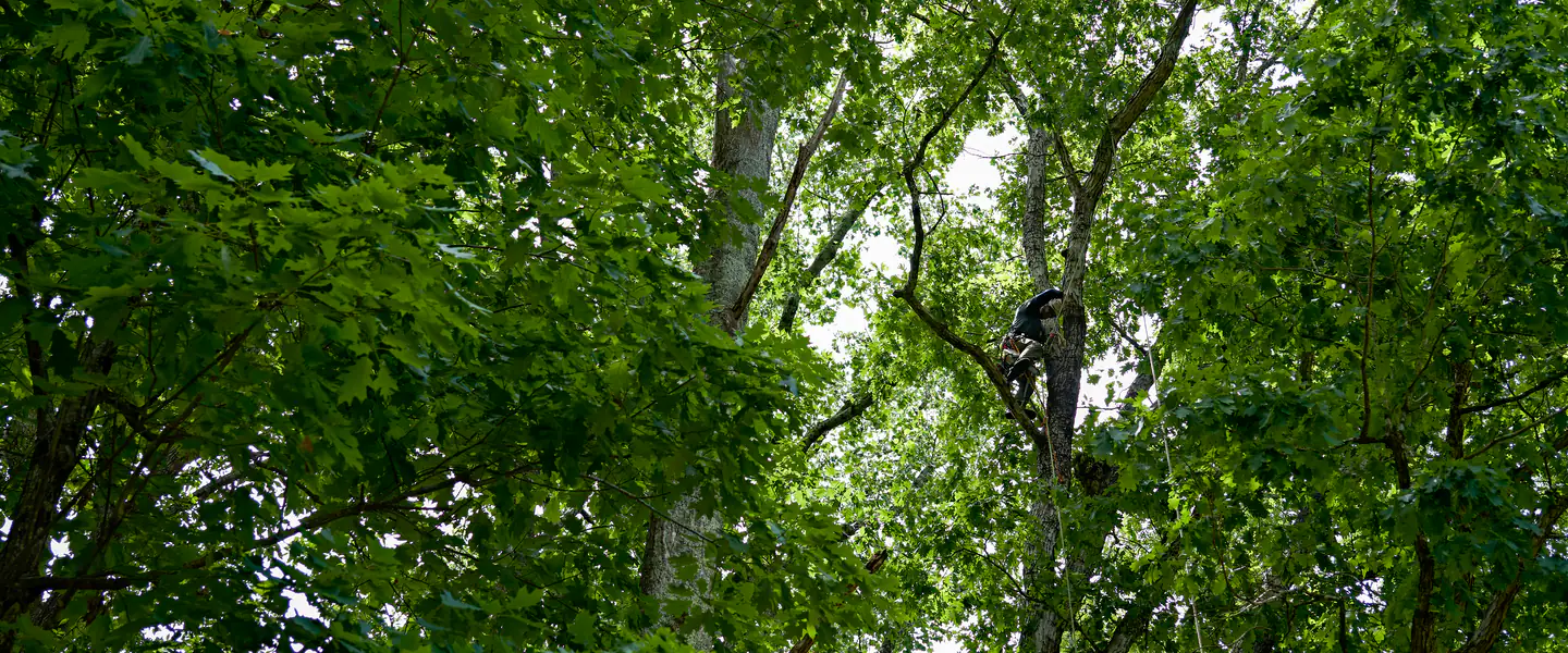 A climber roped high into the crown of a mature hardwood, seen from the ground