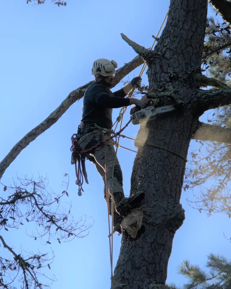 Kevin Masse roped into a pine, cutting a limb with a chainsaw, sawdust in the air