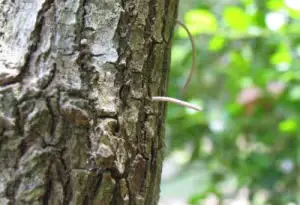 Bark showing damage left by boring beetles