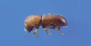 A bark beetle specimen