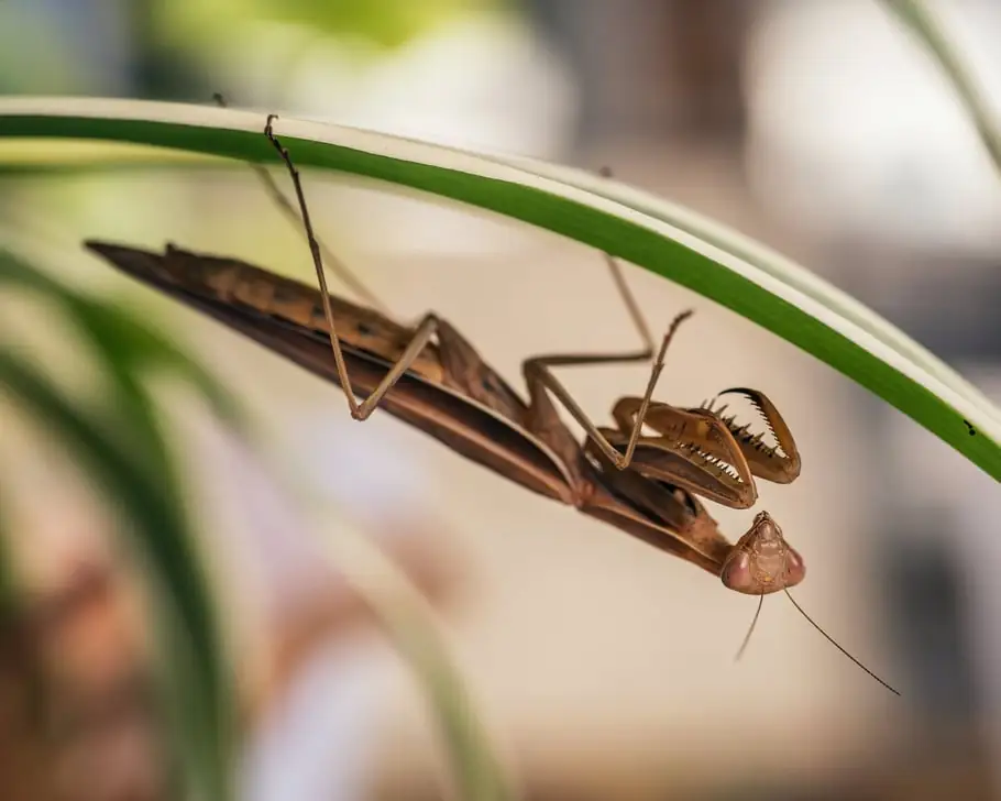 A praying mantis on a stem