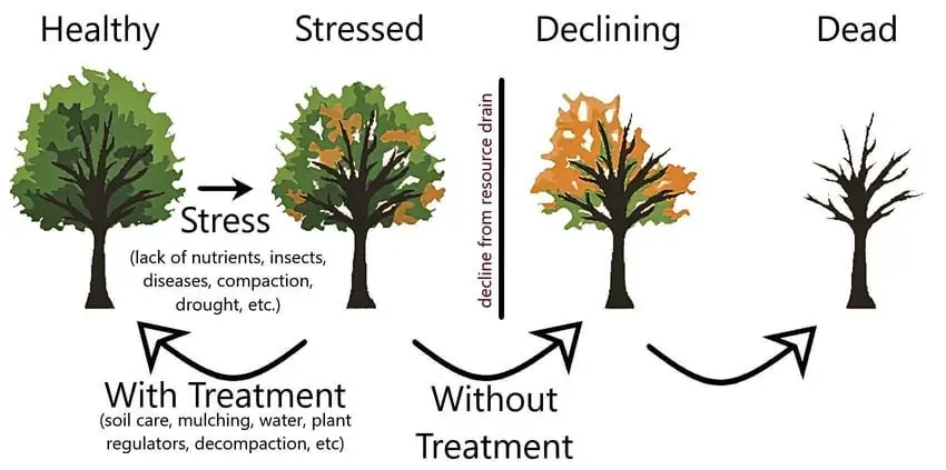 A diagram: a healthy tree becomes stressed, then declining, then dead. With treatment the tree recovers; without treatment it continues to decline.