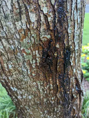 Close-up of bark