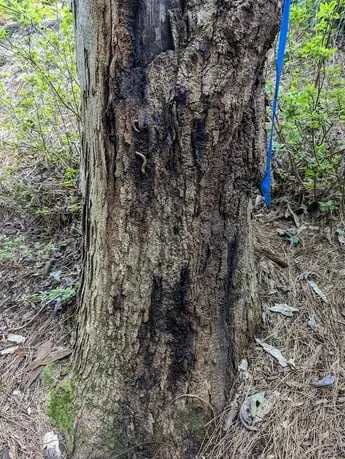 A trunk marked with blue paint