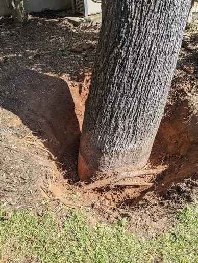 The base of a tree with soil cut away