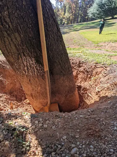 A tree base excavated to expose the root collar