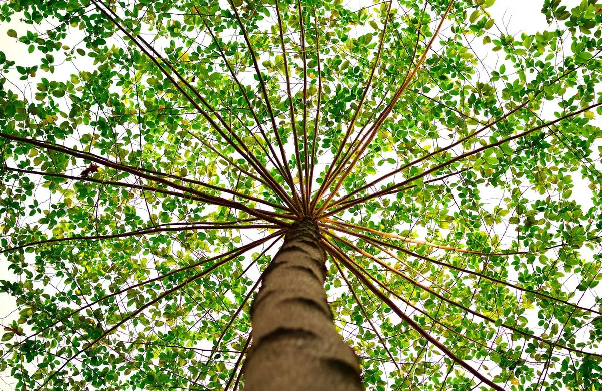 Looking up the trunk of a tree into its canopy