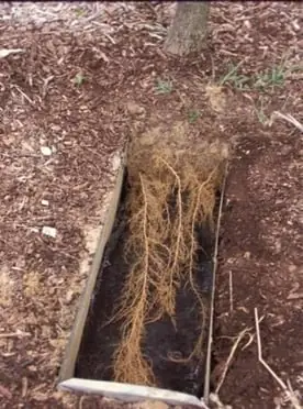 A soil pit beside a treated tree, dense with fine roots