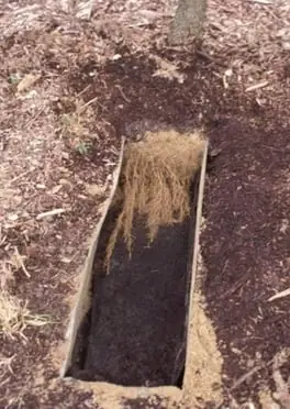 A soil pit beside an untreated tree