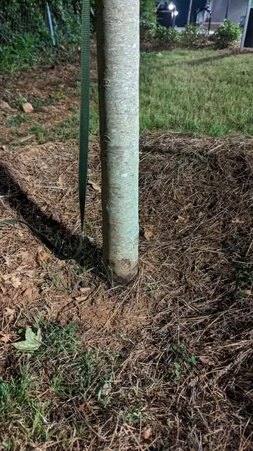 A young tree with a protective wrap around the trunk