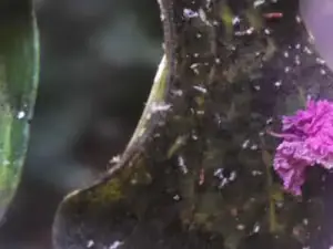 A leaf carrying a heavy insect infestation
