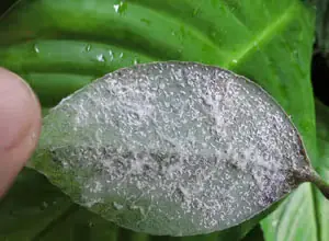 A leaf showing pest damage