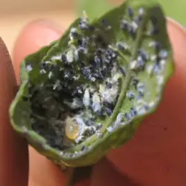The underside of an infested leaf