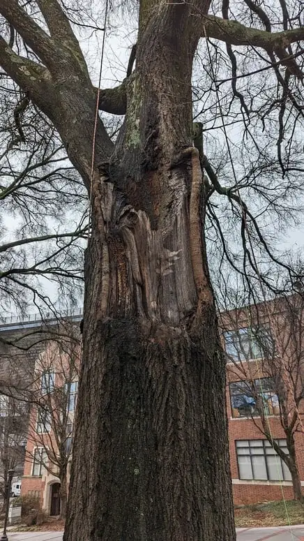 A bare tree beside a building