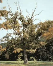 The tree in 1989