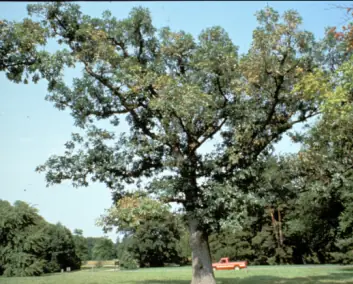 The tree in 1994