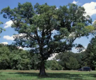 The tree in 2001