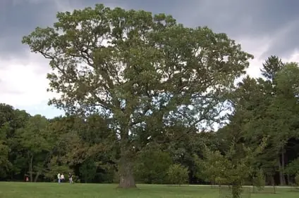 The tree in 2014