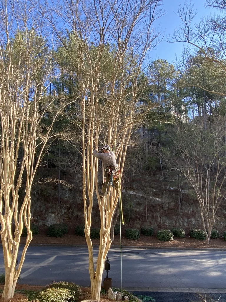 An arborist on rope high in a bare crape myrtle, reaching up to make a cut, with the rest of the group of trees beside him