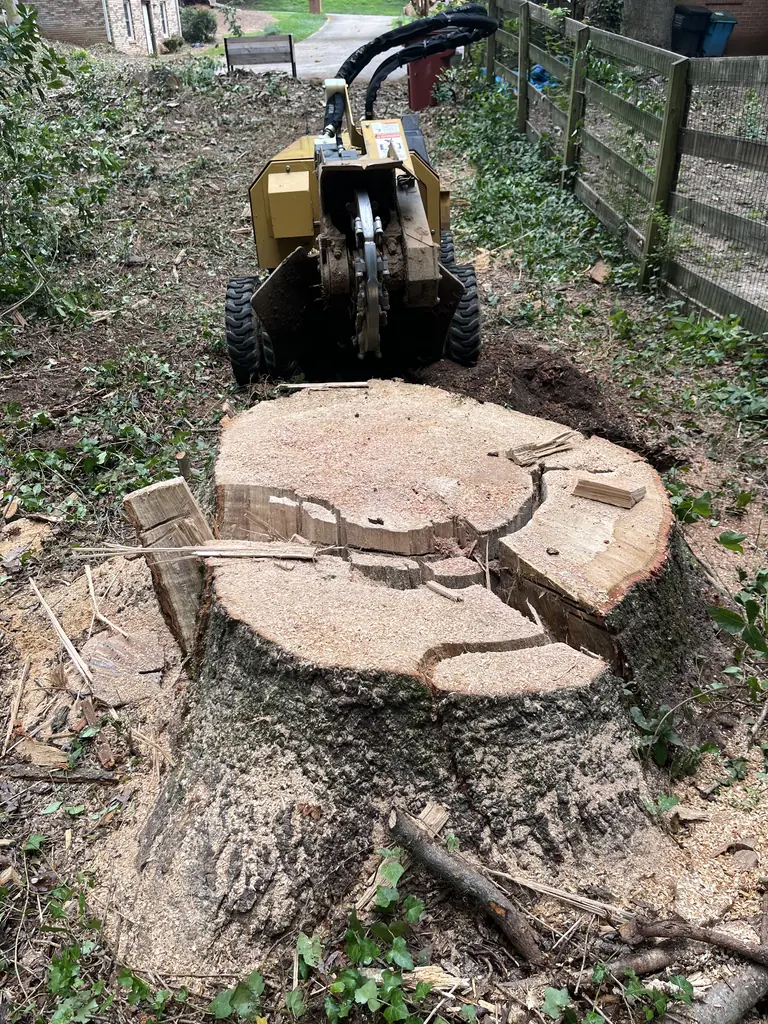 A stump grinder positioned over a large oak stump, the top of the stump already cut away