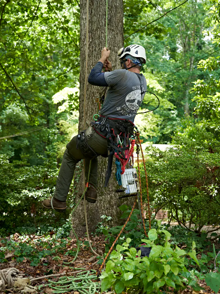An arborist roped in against the trunk of a mature hardwood, a chainsaw clipped to his harness and rope coiled on the ground below